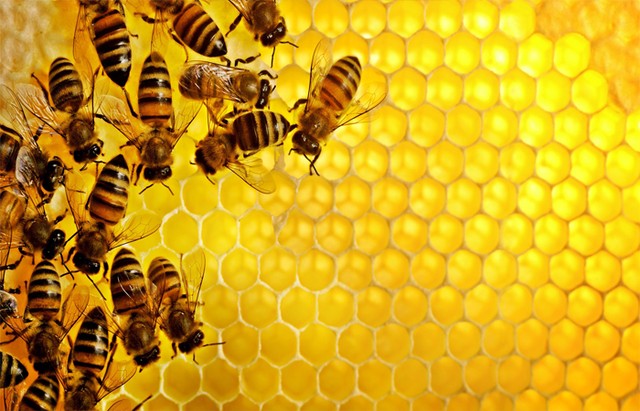 Mật ong: 'Thuốc tiên' từ thiên nhiên