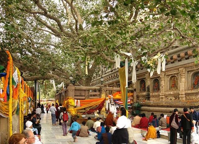 mahabodhitree.jpg