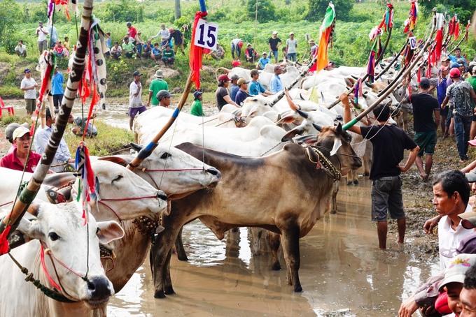 Từ sáng sớm 21/9, đông đảo đồng bào Khmer đã có mặt quanh những thửa ruộng phía sau chùa Rô (xã An Cư, huyện Tịnh Biên) để xem hội đua bò, cấy mạ. Đây là sân chơi truyền thống dịp Tết Sene Dolta (Lễ cúng ông bà) vào khoảng 29/8 - 1/9 âm lịch của người Khmer vùng Bảy Núi. Năm nay, sư cả chùa Rô Ta Nhu Chas Cach mời 24 đội đua từ các xã thuộc huyện Tịnh Biên và Tri Tôn về tham dự. Các đôi 