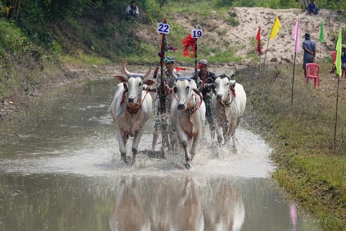 Hai đôi bò băng băng về đích. Phía ngoài ruộng vang lên tiếng vỗ tay, hò reo của hàng trăm khán giả trong âm nhạc dân tộc, tiếng hét của những người điều khiển trên đường đua để thúc bò bứt phá về đích. Kết quả chung cuộc, đôi bò của ông Đặng Văn Em (xã An Cư) đạt giải nhất; đôi bò của ông Lê Thanh Phong (xã An Phú, Tịnh Biên) đạt giải nhì và giải ba thuộc về đôi bò của ông Nguyễn Phước Sang (xã An Phú).