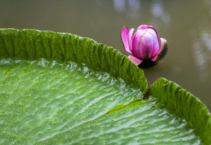 Ngôi chùa hơn trăm tuổi cho khách đứng trên lá sen