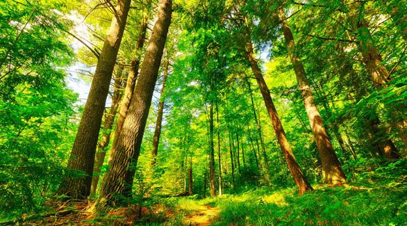 Cây xanh không chỉ giúp chúng ta có không khí trong lành để thở, mà còn đem lại sự thư thái và khung cảnh đẹp để tận hưởng - Ảnh: ORADELL