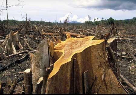 Ở nhiều khu vực trên thế giới, rừng đã bị tàn phá nghiêm trọng - Ảnh: COREYBRADSHAW