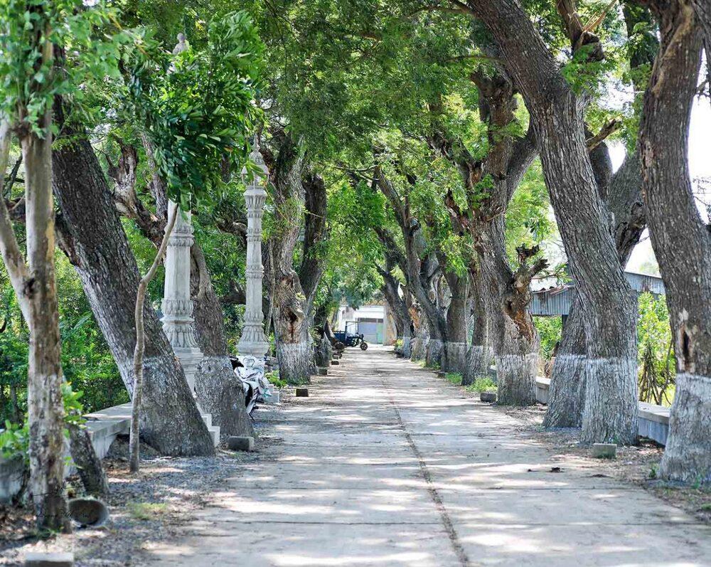 Đường đi vào chùa trải dài theo hàng cây còng, có gốc to, 2-3 người ôm mới xuể. Ảnh: Dương Việt Anh
