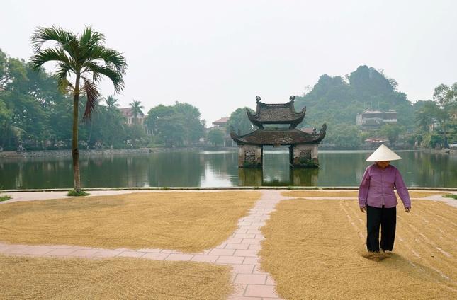 Phơi lúa trước sân chùa Thầy, Hà Nội vào mùa thu hoạch Phơi lúa trước sân chùa Thầy, Hà Nội vào mùa thu hoạch